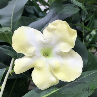 Brunfelsia Americana