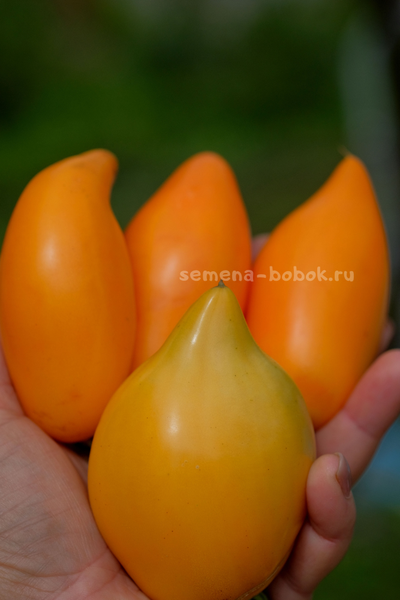 Томат Orange Walk (Оранжевая Прогулка), 10 шт