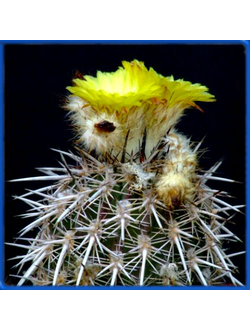 Islaya copiapoides KK 349