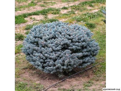 Ниваки - Бонсай садовый Ель Глаука Глобоза - Glauca Globosa