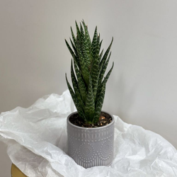 Алоэ Тики Таки пересаженный 10 см