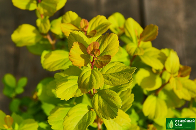 Спирея березолистная "Тор Голд"