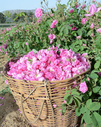 Роза Дамасцена (Rosa damascena), Турция 1 г - 100% натуральное эфирное масло