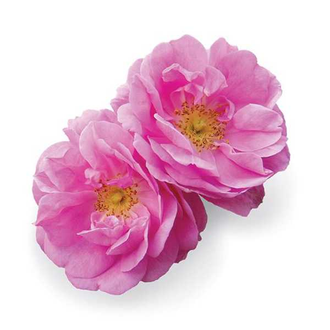 Роза крымская (Rosa gallica) абсолю, Крым (1 г)