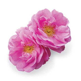 Роза крымская (Rosa gallica) абсолю, Крым (2 г)