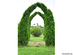 Арка из Туи Смаргад - Thuja Smaragd
