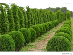 Туя Смаргад в форме шара