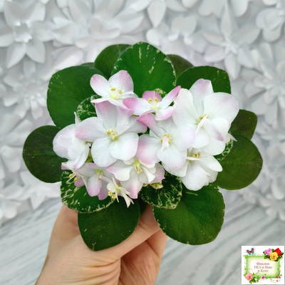 ЕЛ-Мама Леночка (Л. Еременко) (сортовой стартер)