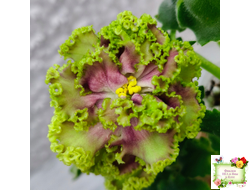 ЕК-Исполнение Желаний (Е. Коршунова) 2023 г.