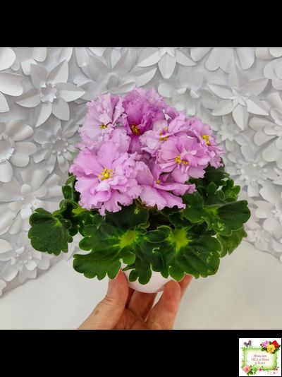 АВ-Поющие Пески (Фиалковод) 2021 г. (гёрл-листья с кроновой пестролистностью)