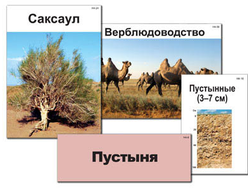 Модель-аппликация "Природные зоны России" (ламинированная)