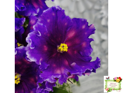 Nik-Сокровище Каравана (Н. Булко) 2022 г.