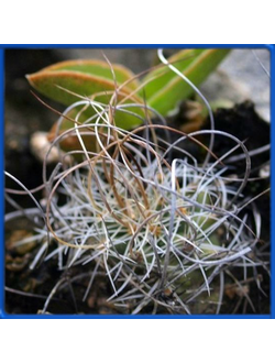 Turbinicarpus graminispinus GM 1251