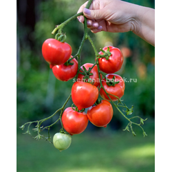 Томат Юбилейный Тарасенко, 10 шт