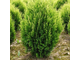 Туя западная Корник ( Thuja occidentalis Kornik) (3л/40-60см.)