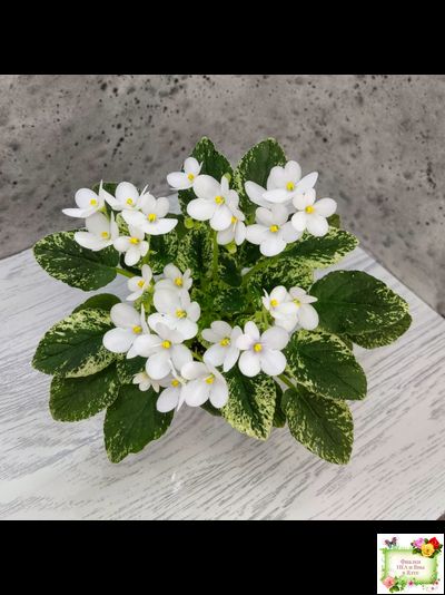 Alan’s Fallen Angel (A.Murphy) трейлер