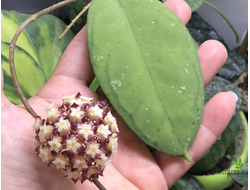 Hoya sp. Borneo EPC-953