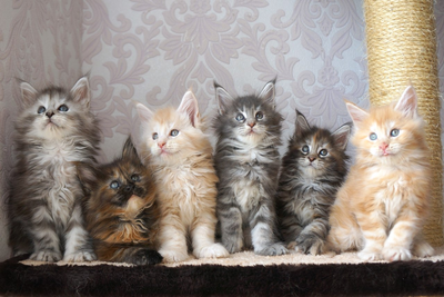 №145 Домик для кошки Мега  +