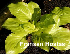 Хоста Сюзанна