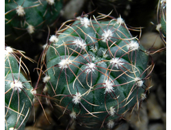 Gymnocalycium erinaceum  VG-339 (D=15-18 mm)