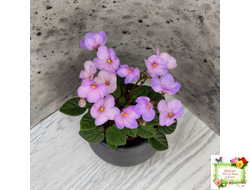 Frosted Fantasy спорт трейлер