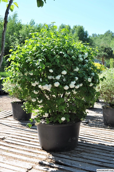 Топиар калина Розеум в форме шара - Roseum