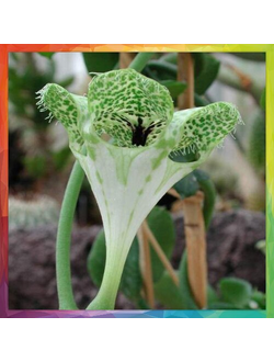 Сeropegia sandersonii