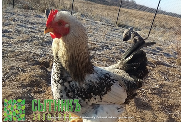 Петушки фермерские с доставкой на дом