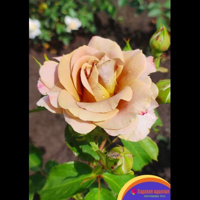 Хани Дижон (Honey Dijon)