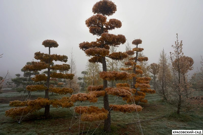 Ниваки - Бонсай садовый Лиственница европейская