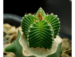 Aztekium valdezii (d=18)