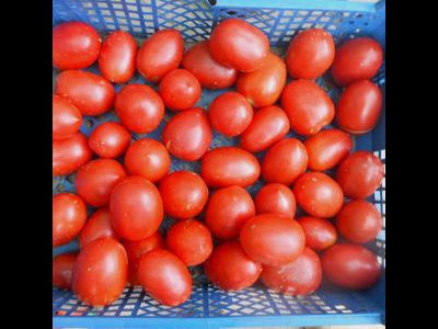 Томат Мархотская кисть (Мархотское гроно)