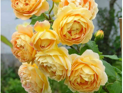 Голден Селебрейшен (Golden Celebration)