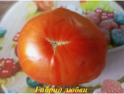 Томат Гибрид любви