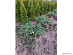 Можжевельник даурский Экспанса Вариегата - Expansa Variegata