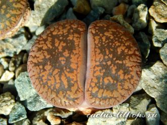 Lithops aucampiae 'manyading'  (MG-1550.52) - 10 семян