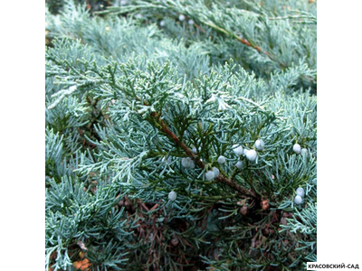 Можжевельник Виргинский Хетц - Virginiana Hetz