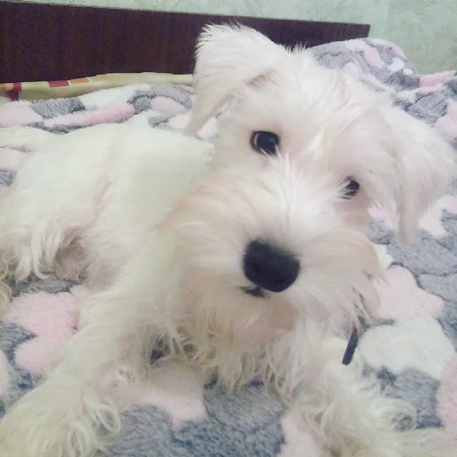 Прелестный Ричард, милашка и большой озорник