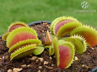 Dionaea muscipula Bristle tooth