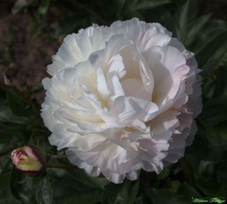 Paeonia Mary E.Nicholls