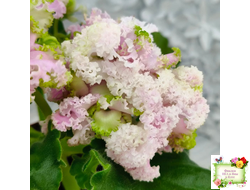 ЛЕ-Денди (Е. Лебецкая) 2011 г. (сортовой стартер)