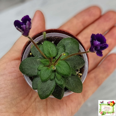 Hunter's Black Talon (K. Muzalewski)