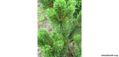 Сосна горная Петерле - Peterle