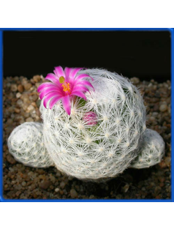 Mammillaria humboldtii