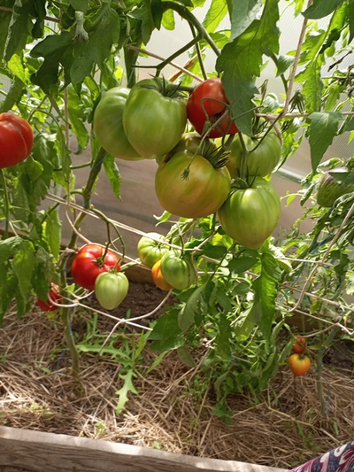 Томат Сердце Хибы (Imini de Hiba), Румыния