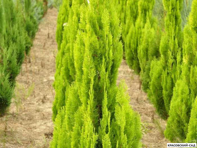 Туя Пирамидалис Ауреа - Pyramidalis Aurea