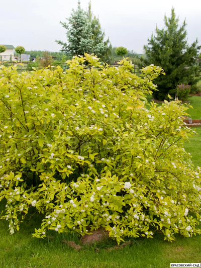 Дерен Ауреа - Aurea