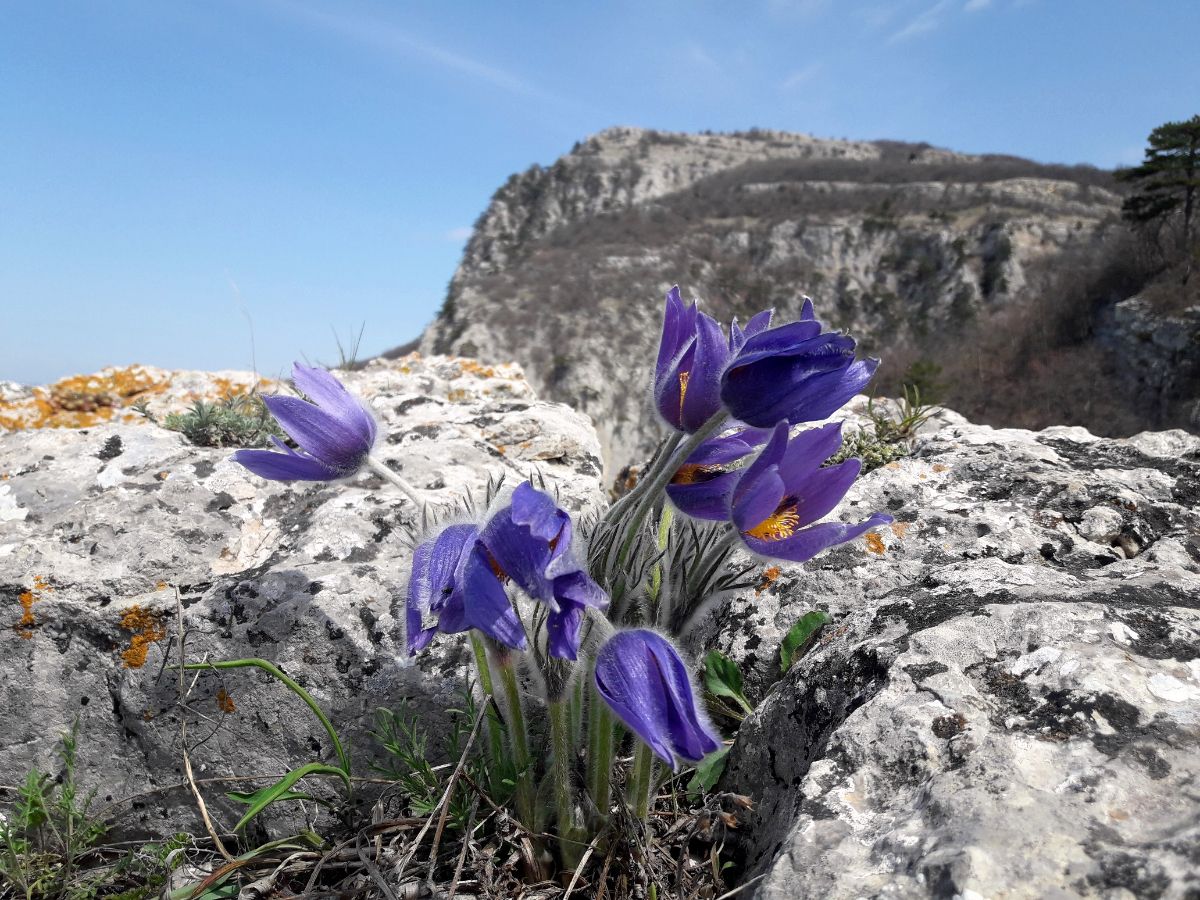 гора Бойка в мае, прострел Крымский