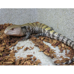 Синеязыкий сцинк гигантский (Tiliqua gigas)