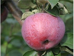 Подарок Графскому (яблоня)